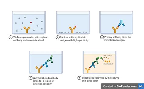 antibodies-online elisa kit|what is elisa technique.